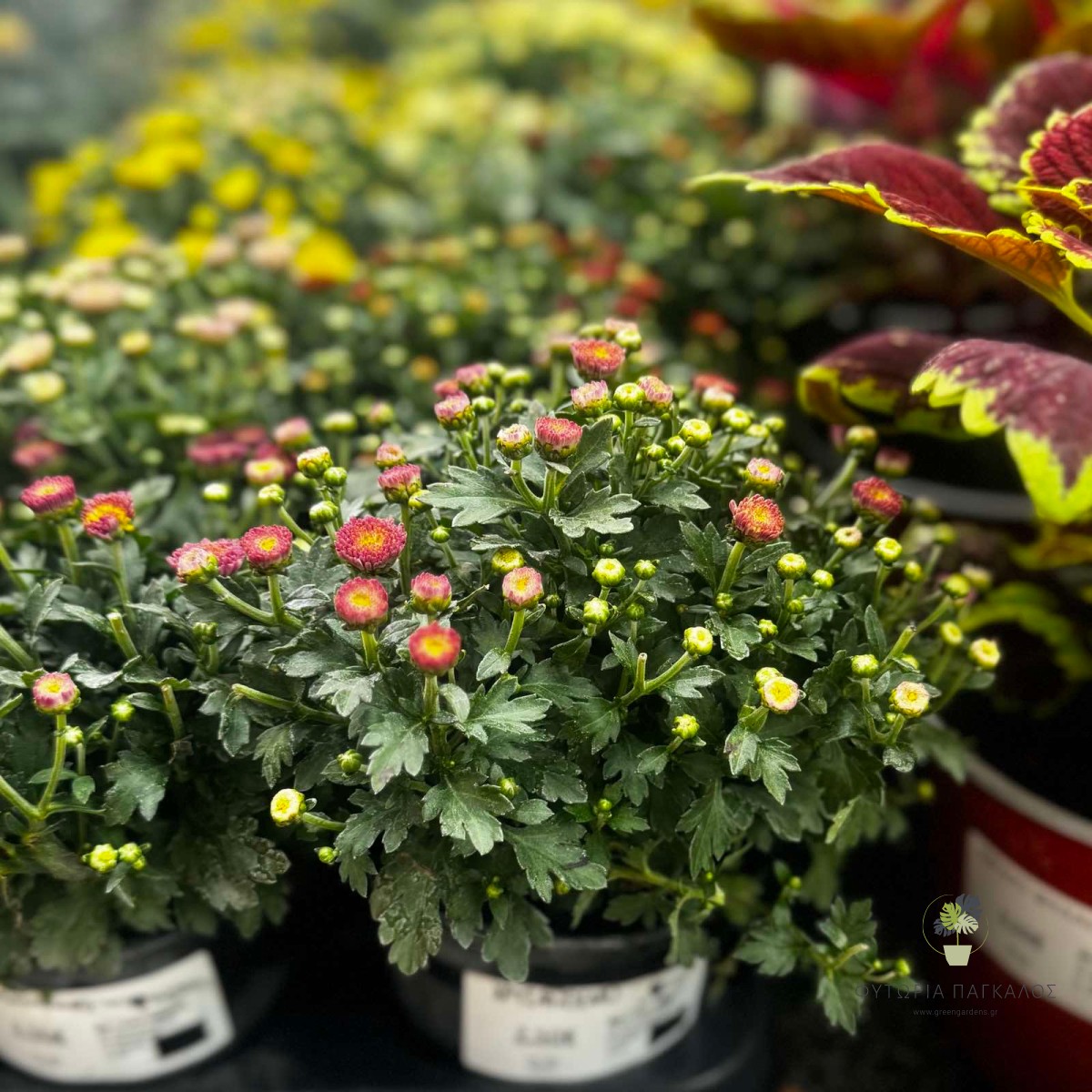 Χρυσάνθεμο (Chrysanthemum) | Φθινοπωρινό Ανθοφόρο Φυτό - 3
